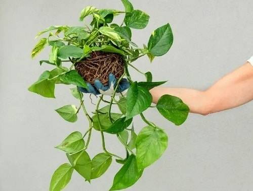 10 DIY domačih gnojil za rastlino Pothos