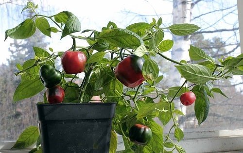 18 nejlepších popínavých rostlin pro vertikální pěstování v kontejnerech
