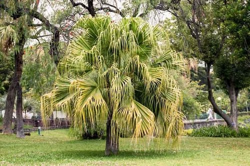 21 kõige külma taluvamat palmipuud