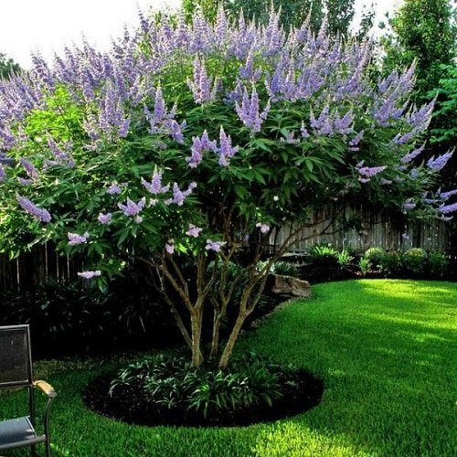 8 nejlepších fialových květinových stromů v Texasu