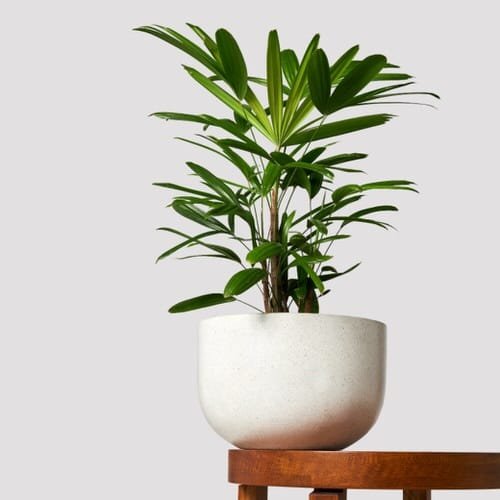 12 najboljših pritlikavih palm za domove
