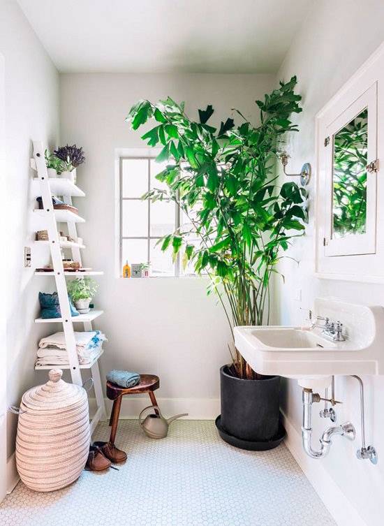 16 trendid vannitoa taimede ideed