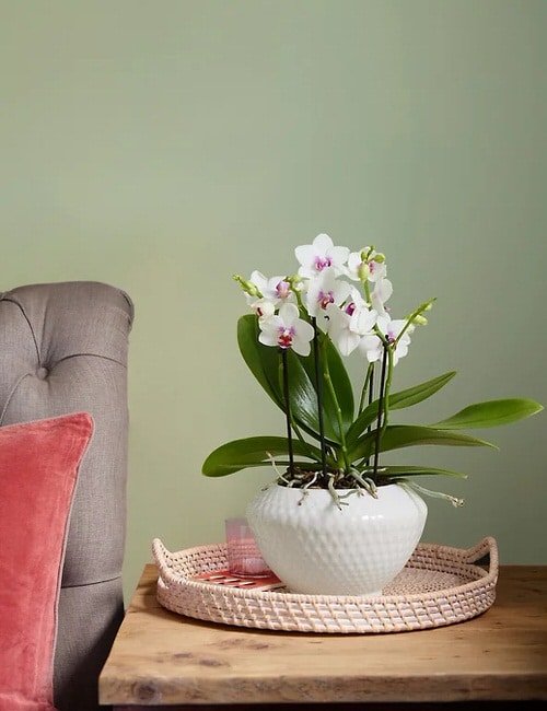 5 super kul idej za vlažnostni pladenj za orhideje