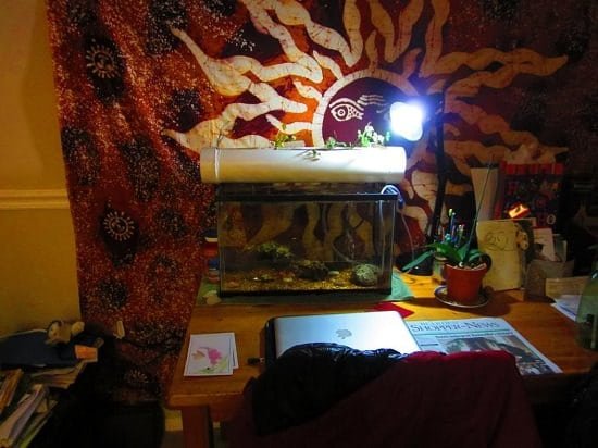 11 Vesiviljeluse akvaaponi akvaariumi DIY ideed