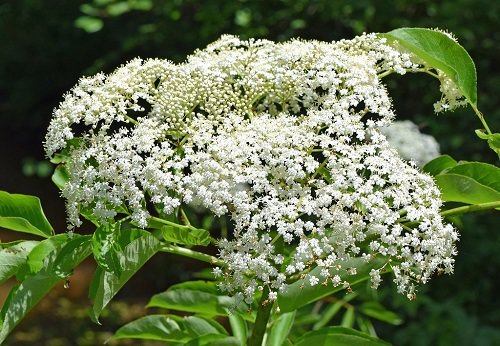 48 najboljših vrst belega cvetja