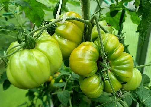 27 Parima maitsega tomatid teie köögi jaoks!