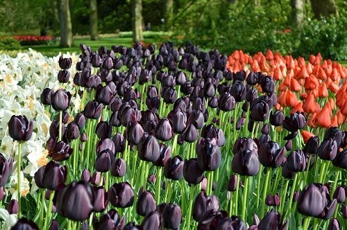 50 črnih cvetov in rastlin za dramatičnost vašega vrta