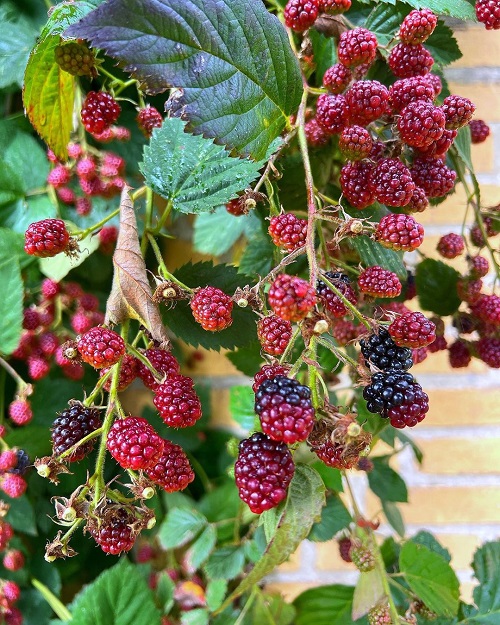 14 nejlepších fialových plodů pro pěstování na zahradě