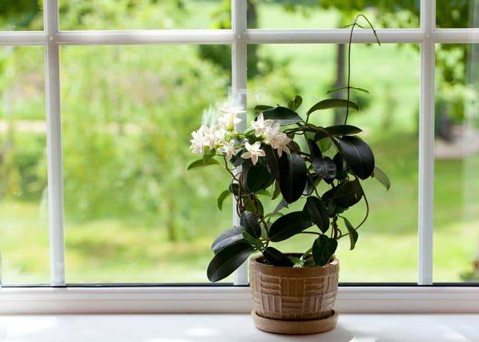14 nejlepších pokojových rostlin pro klidný spánek