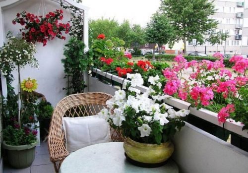 17 lulet më të mira për kopshtin e ballkonit