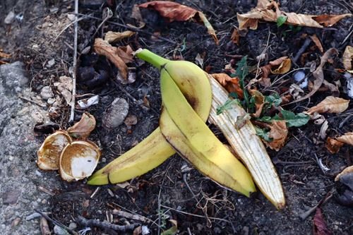 6 způsobů použití sušených banánových slupek jako hnojiva