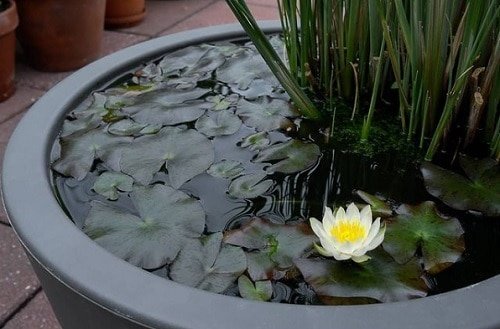 ကွန်တိန်နာ ရေပန်းဥယျာဉ်အတွက် အသေးစား Water Lily အမျိုးပေါင်း ၂၀