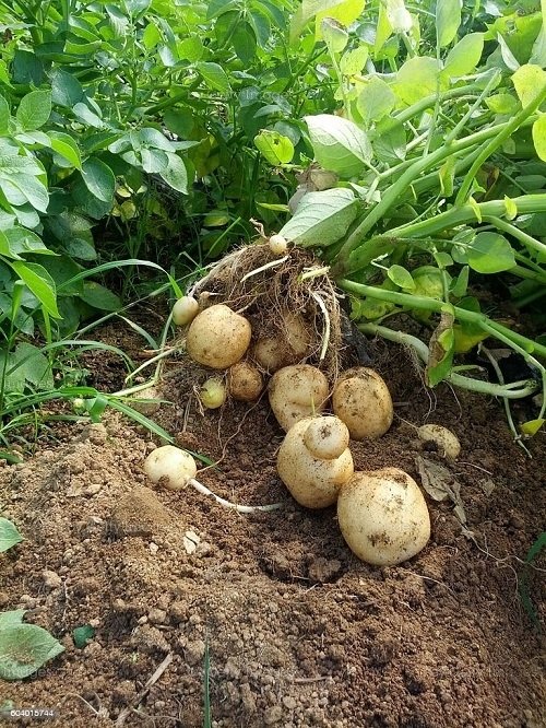 12 DIY loncev za krompir za gojenje krompirja brez kopanja