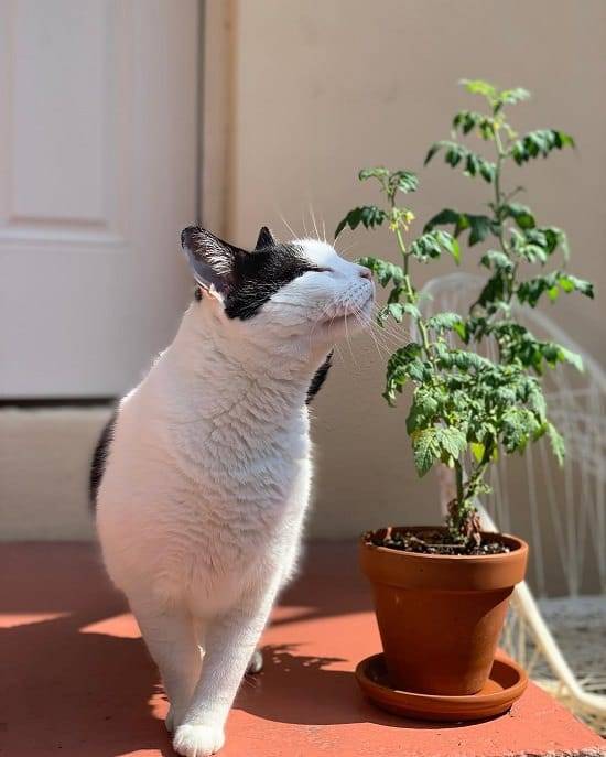 Ali lahko mačke jedo paradižnik? Ali je paradižnik škodljiv za mačke?