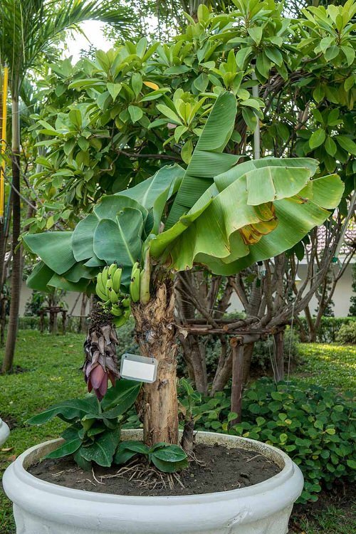 Cultivo de bananeiras em vaso