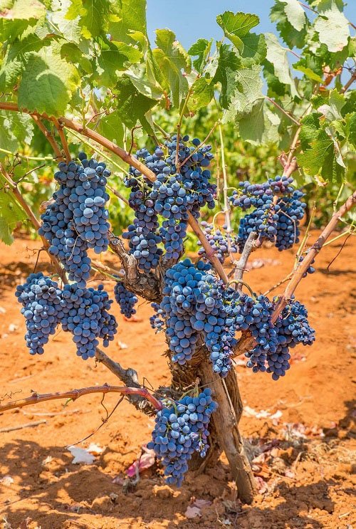 25 parimat söödavat viinapuud, mida kasvatada konteinerites &amp; aiad
