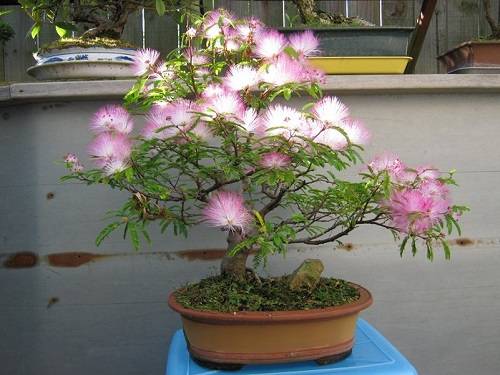 17 Best Mimosa Tree Bonsai Pictures