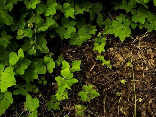13 najbolj invazivnih rastlin: če jih vidite, jih takoj odstranite