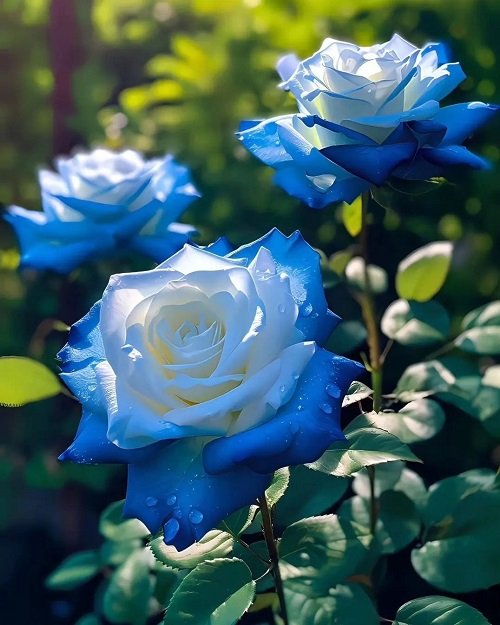 13 najboljših sort modre vrtnice + modra vrtnica pomen