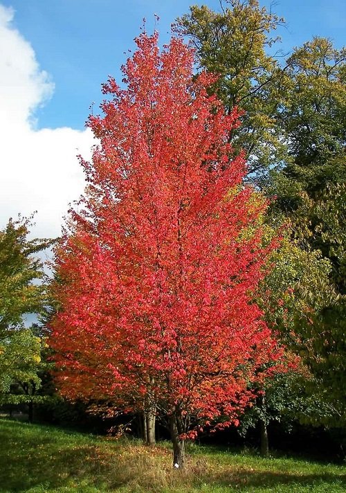 Državno drevo Rhode Island in kako ga gojiti