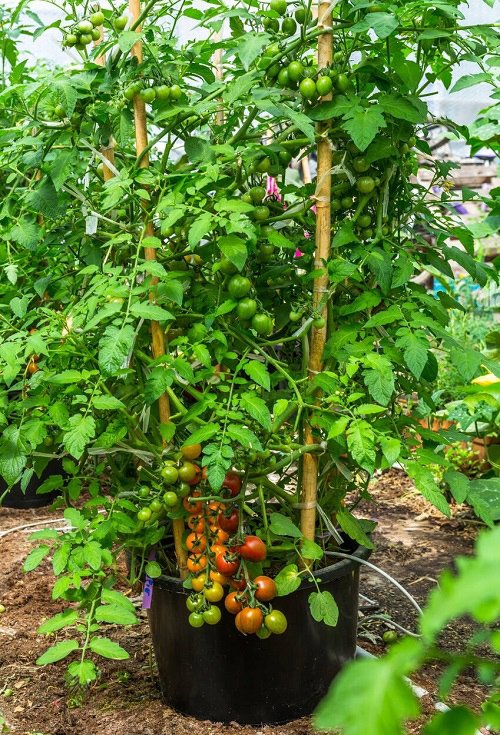 Heirloom ခရမ်းချဉ်သီးများကို အိုးများတွင် စိုက်ပျိုးခြင်း။