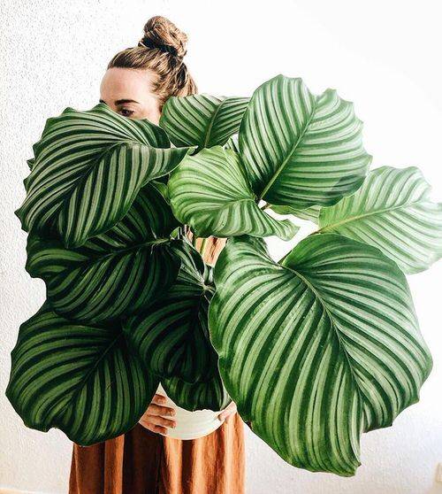 13 stylových pokojových rostlin s velkými listy