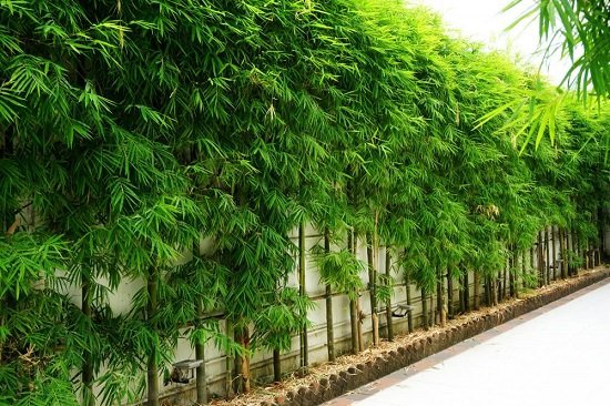 7 nejlepších bambusů pro živý plot + jak ho udržovat