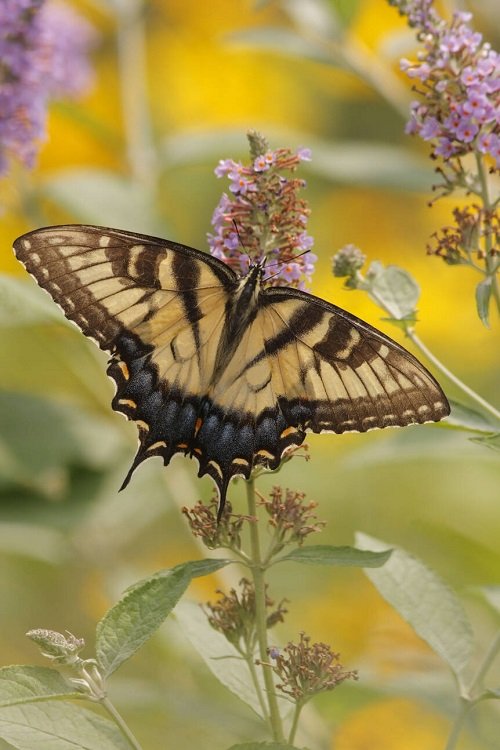 13 úžasných typů motýlů vlaštoviček v zahradě