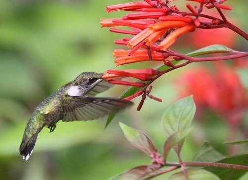 Ali ognjič privablja kolibrije na vrt?