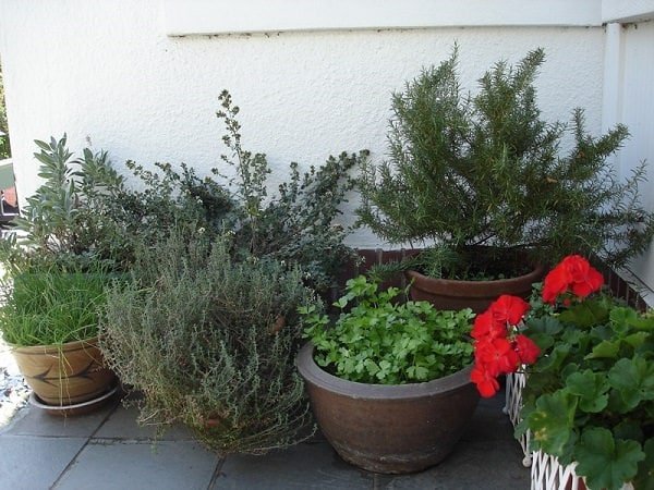 12 základních tipů pro pěstování bylinek v nádobách: Pěstování bylinek v květináčích