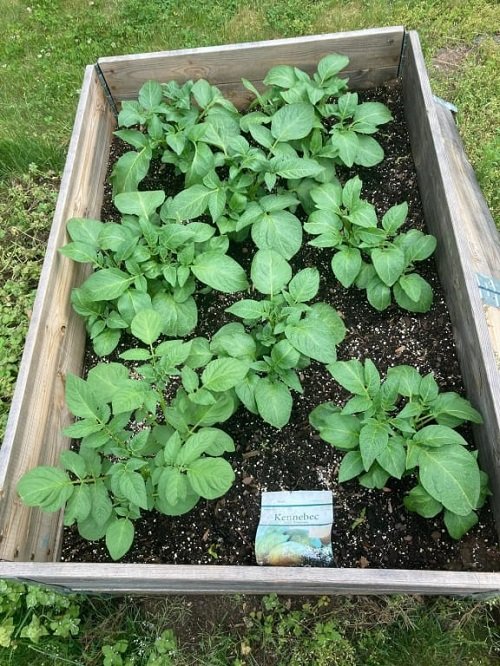 Tipy a fakta o pěstování brambor Kennebec