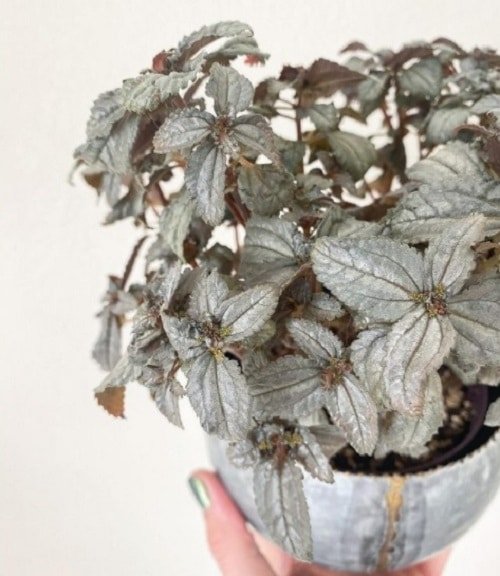 19 elegantnih sobnih rastlin s srebrnimi listi