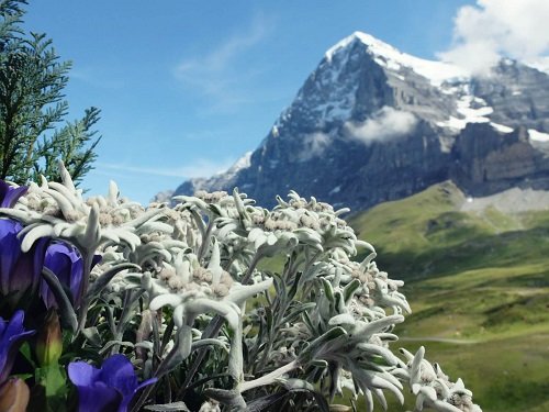 Edelweiss Lillede hooldamine ja kasvatamine Informatsioon