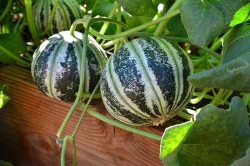 Jak pěstovat meloun Kajari v květináčích a na zahradě