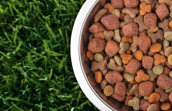 Kako uporabiti pasjo hrano kot gnojilo