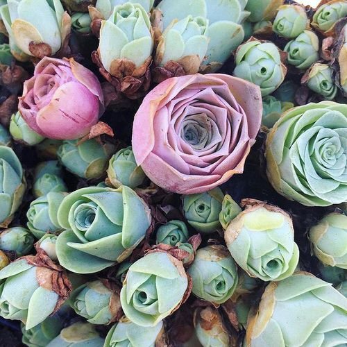 16 ilusat sukulenti, mis näevad välja nagu roosid