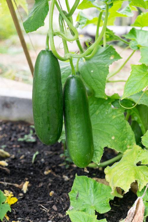 Kako narediti močno domače gnojilo iz kvasa za kumarice