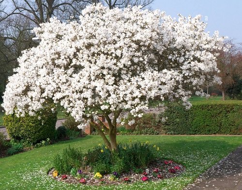 Magnolia Alba хэрхэн амархан ургуулах вэ