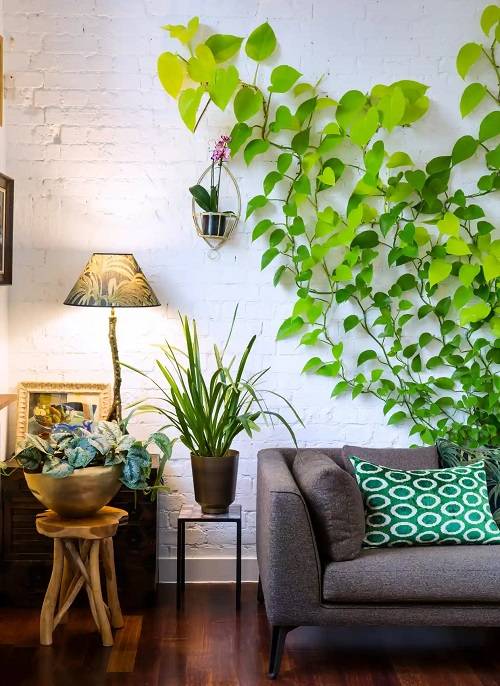 11 bujnih sobnih rastlin, ki bodo vašemu domu vdihnile vzdušje džungle