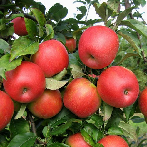 Nega in gojenje jabolk Honeycrisp