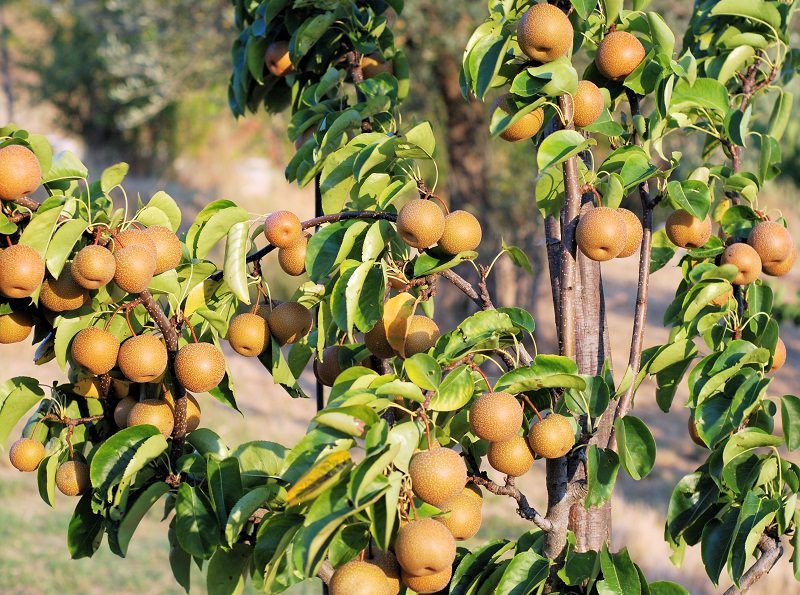 Koraaya Nashi Pears