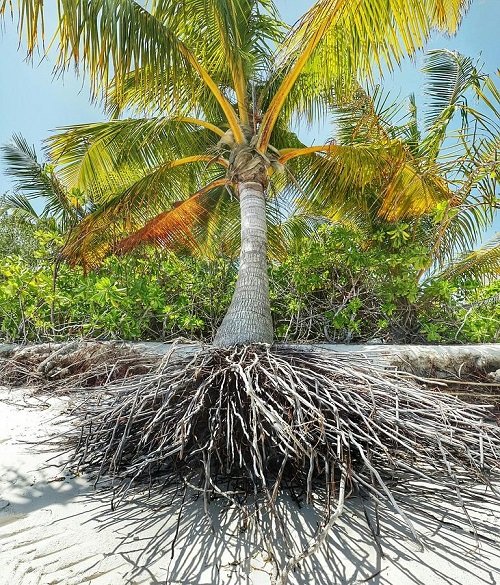 Kako globoke so korenine palm? Diagram in informacije o koreninskem sistemu palm
