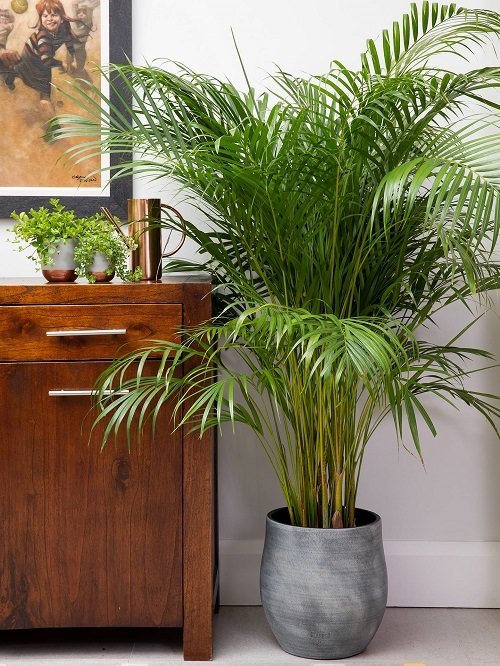 80 priljubljenih vrst palmovih rastlin