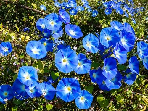 25 cvetov, ki so videti kot jutranje glorije