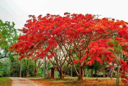 سرخ پھولوں کے ساتھ 21 شاندار درخت
