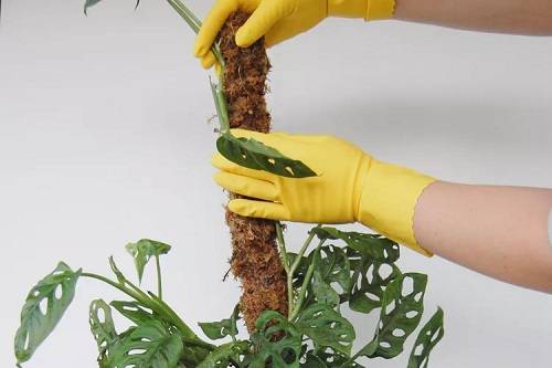 18 Easy Indoor Plant Stake Ideeën
