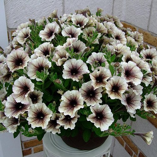 12 čudovitih črno-belih cvetov