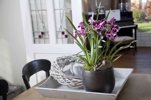 7 domačih rastlinskih živil za orhideje