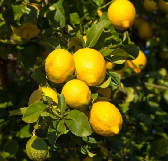 6 vrst limon v Kaliforniji