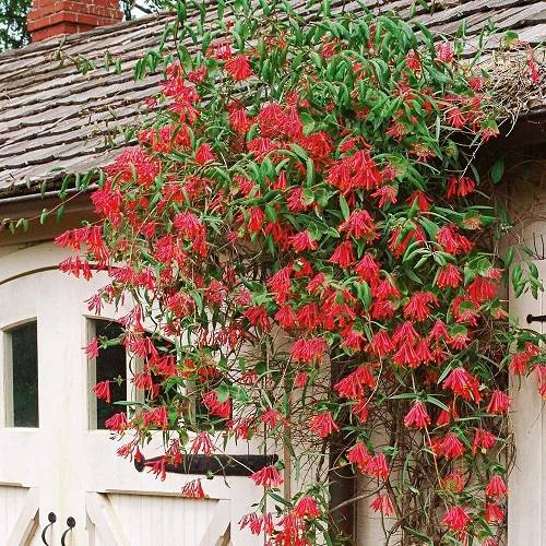 Улаан цэцэгтэй 14 шилдэг усан үзмийн мод, уулчин